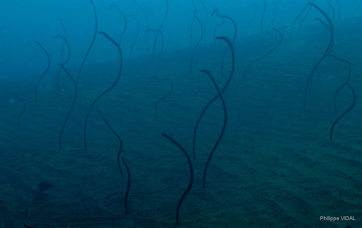 Bali 2016 - Barnes garden eel - Gorgasia bamesi - IMG_5840_rc.jpg